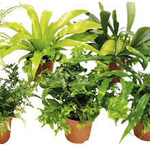 Verschiedene Farne in Töpfen für den Innenbereich