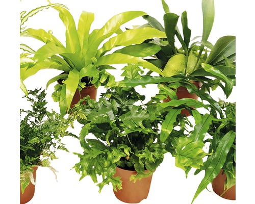 Verschiedene Farne in Töpfen für den Innenbereich