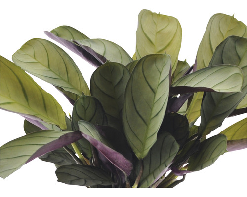 Gebetspflanze mit länglichen Blättern