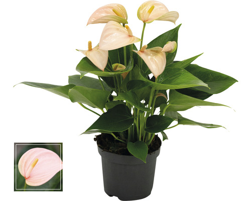 Flamingoblume/ Anthurie FloraSelf Anthurium andreanum 'Peach' H 25-30 cm Ø 9 cm Topf