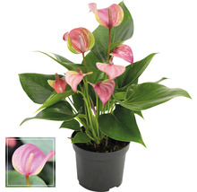 Flamingoblume im Topf mit rosa Blüte