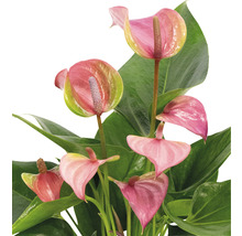 Anthurium Pflanze mit rosa Blüten und grünen Blättern.