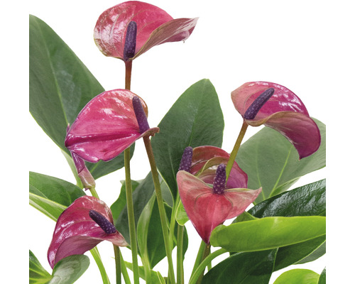 Anthurium Zimmerpflanze mit roten Blüten und grünen Blättern