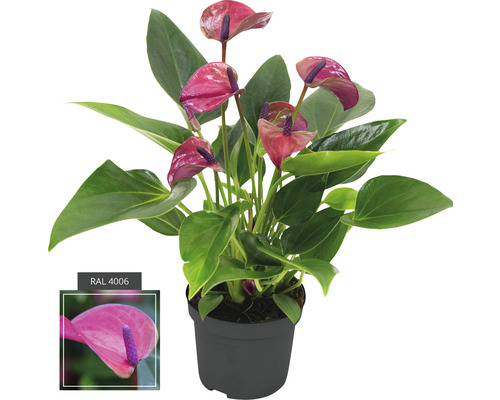 Flamingoblume/ Anthurie FloraSelf Anthurium andreanum 'Purple' H 25-30 cm Ø 9 cm Topf