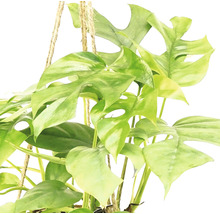 Kokodama-Ampel FloraSelf Fensterblatt in Blumenampel als Set, Höhe inkl. Topf ca. 35 cm Ø 17 cm Topf-thumb-1 Kokodama-Ampel FloraSelf Fensterblatt in Blumenampel als Set, Höhe inkl. Topf ca. 35 cm Ø 17 cm Topf-thumb-1
