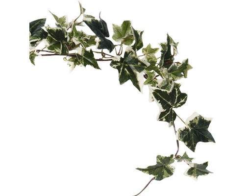 Efeugirlande mit grünen und hellen Blättern