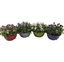 Vier bunte Töpfe mit Hornveilchen