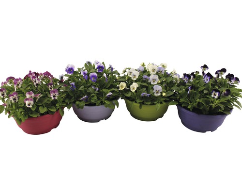 Vier bunte Töpfe mit Hornveilchen