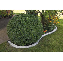 Kugelbaum im Garten mit Rasen und Wegplatten