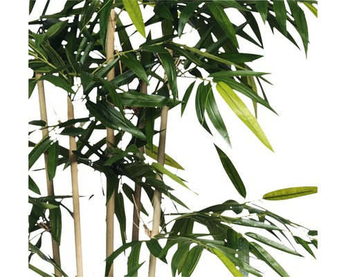 Bambus Pflanze mit Blättern