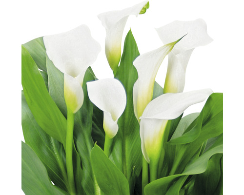 Weiße Calla-Blüten mit grünen Blättern