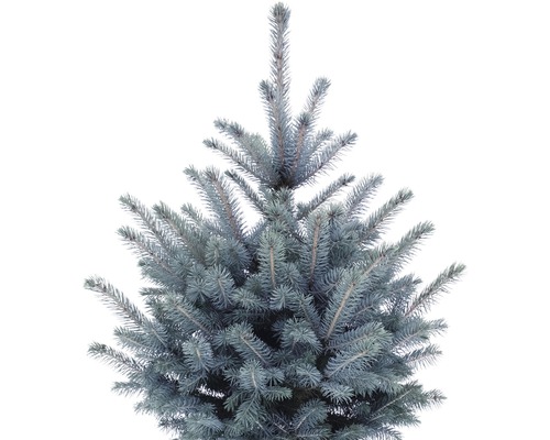 Oberteil einer Blaufichte