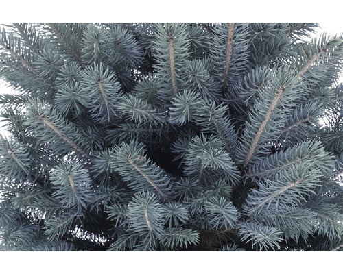 Nahaufnahme einer Blaufichte mit Nadeln