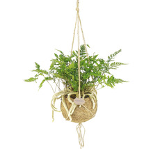 Hängepflanze mit Farn in Kokosfaserballen an Seilaufhängung