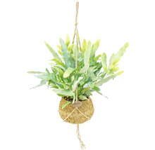 Hängepflanze mit Farn in Kokoskugel und Juteseilaufhängung