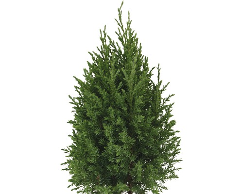 Zypresse als immergrünes Nadelgehölz