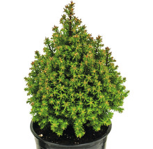 Kegelförmige Zwergfichte im Topf