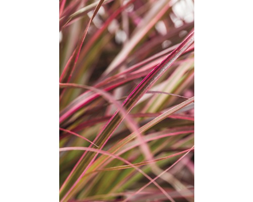 Nahaufnahme von Ziergras mit langen, schmalen Blättern