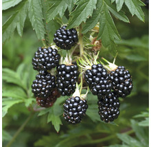 Stachellose Brombeere FloraSelf Rubus fruticosus ‚Oregon Thornless‘ H 30-40 cm Co 3,4 L