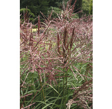 Chinaschilf mit roten Blütenständen im Garten