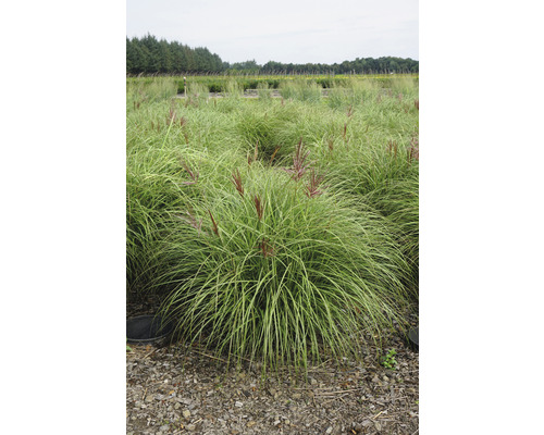 Garten-Chinaschilf FloraSelf Miscanthus sinensis 'Red Chief' H 20-80 cm Co 3 L Feld mit hohem Ziergras mit Blütenständen