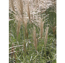 Chinaschilf im Garten