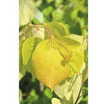 Kanadischer Judasbaum FloraSelf Cercis canadensis "Ace of Hearts" Halbstamm 40 cm H ca. 70 cm Co 6 L