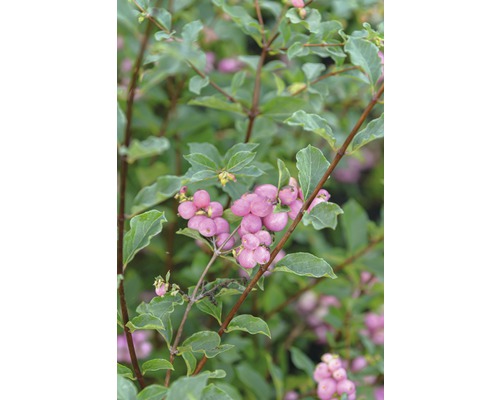 Nahaufnahme einer Schneebeere mit grünen Blättern und rosafarbenen Beeren.