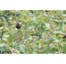 Nahaufnahme einer Honigbeere mit einer Hummel