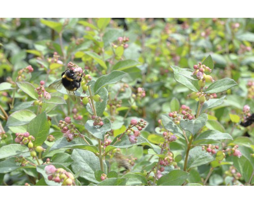 Nahaufnahme einer Honigbeere mit einer Hummel
