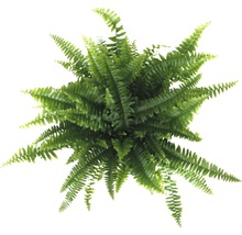 Draufsicht Zimmerfarn mit grünen Blättern