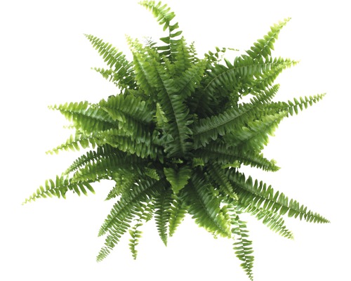 Draufsicht Zimmerfarn mit grünen Blättern