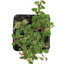 Teppichmispel, Kriechmispel FloraSelf Cotoneaster dammeri 'Evergreen' 20-30 cm Ø 9 cm Topf (360 Stk.) 1 Halbpalette