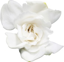 Einzelne weiße Gardenienblüte