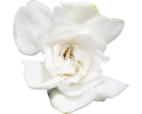 Einzelne weiße Gardenienblüte