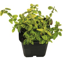 Gelbbunte Kriechspindel FloraSelf Euonymus fortunei 'Emerald n Gold' 10/15 Triebe Ø 9 cm Topf (360 Stk.) 1 Halbpalette