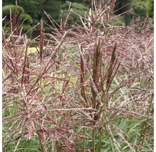 Chinaschilf im Garten