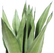 Bogenhanf FloraSelf Sansevieria tirfasciata 'Moonshine' H 55-65 cm Ø 17 cm Topf-thumb-1 Bogenhanf FloraSelf Sansevieria tirfasciata 'Moonshine' H 55-65 cm Ø 17 cm Topf-thumb-1