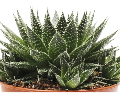 Aloe Vera Pflanze im Topf