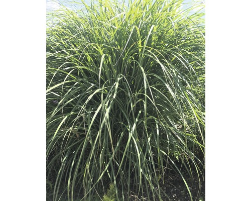 Garten-Chinaschilf 'Graziella' FloraSelf Miscanthus sinensis 'Graziella' H 20-100 cm Co 3 L