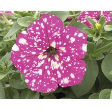 Petunie mit weißen Punkten und grünen Blättern