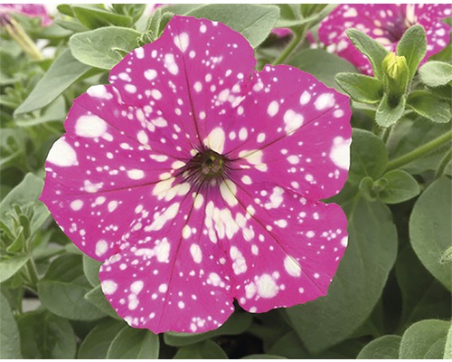 Petunie mit weißen Punkten und grünen Blättern