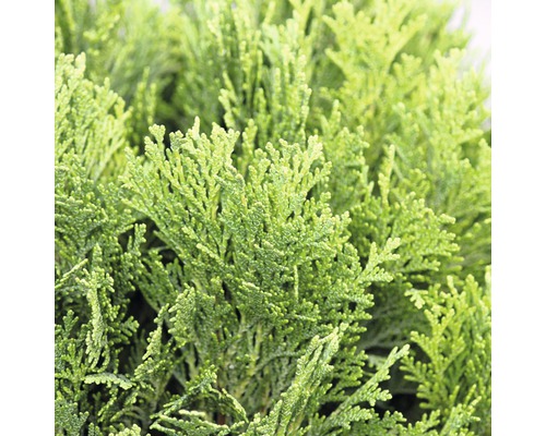 Kissenzypresse Botanico Chamaecyparis lawsoniana 'Minima Glauca' H 20-25 cm Co 3,7 L Nahaufnahme einer Zypresse.