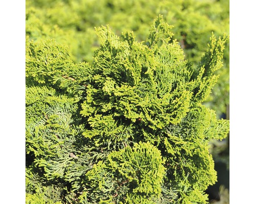 Zwergmuschelzypresse Botanico Chamaecyparis obtusa 'Nana Gracilis' H 20-25 cm Co 3,7 L Nahaufnahme einer Zypresse im Garten.