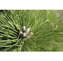 Nahaufnahme von Kiefernnadeln und Knospen
