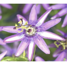 Passionsblume Passiflora 'Amethyst' H 70-75 cm Co 2,3 L-thumb-0