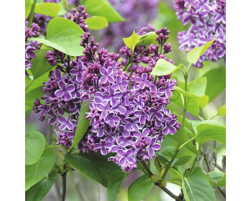 Edelflieder FloraSelf Syringa vulgaris 'Sensation' H 60-80 cm Co 10 L