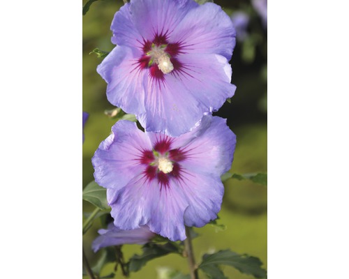 Garteneibisch Halbstamm FloraSelf Hibiscus syriacus 'Marina' H 60-80 cm Co 6 L Nahaufnahme von zwei blauen Hibiskusblüten