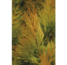 Nahaufnahme einer Thuja Pflanze