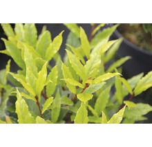 Echter Lorbeer, Gewürzlorbeer FloraSelf Laurus nobilis H 125-150 cm Co 10 L
